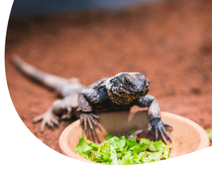 Exotic & Pocket Pets