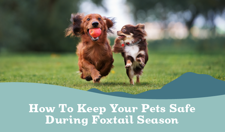 How to keep your pets safe during foxtail season