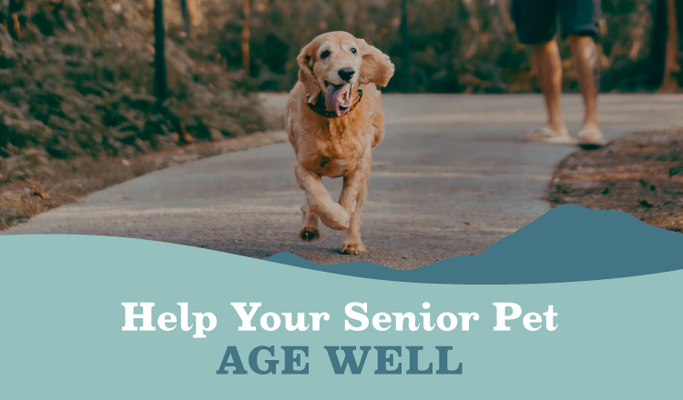 ATVH-blog-senior-pets