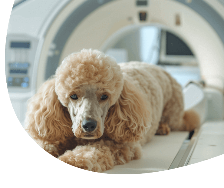 CT Scans