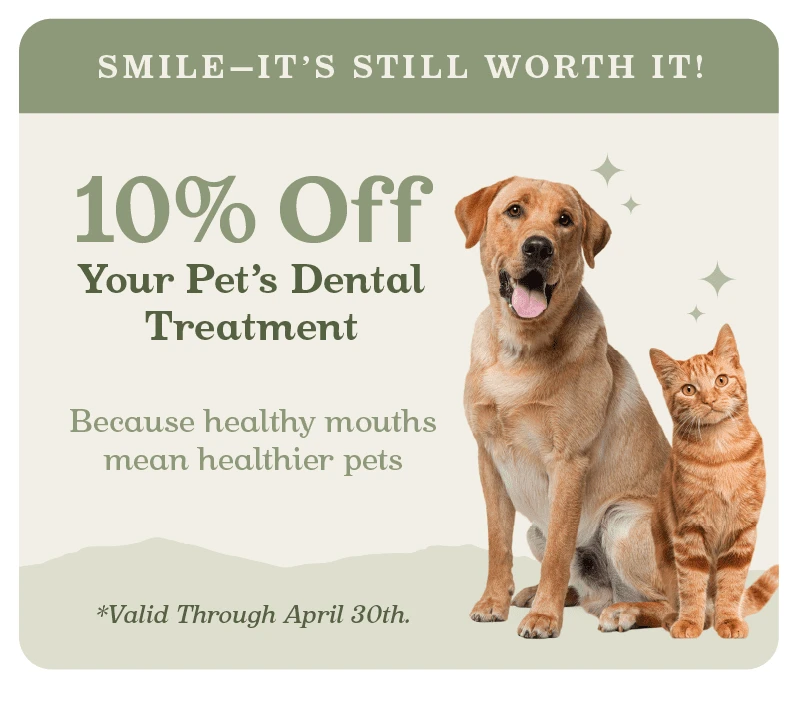 dental promotion